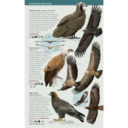 Rapaces - Toutes les espèces de France - Les miniguides nature