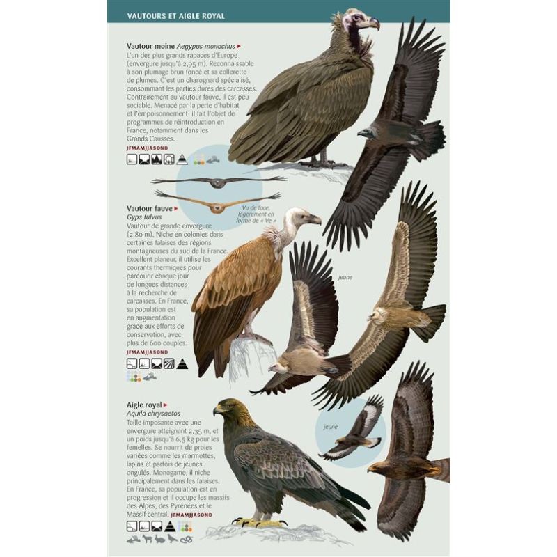 Rapaces - Toutes les espèces de France - Les miniguides nature