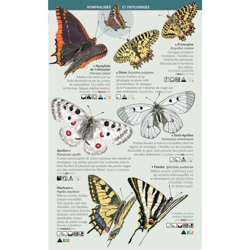 Papillons de jour - 123 espèces de France à connaître - Les miniguides nature