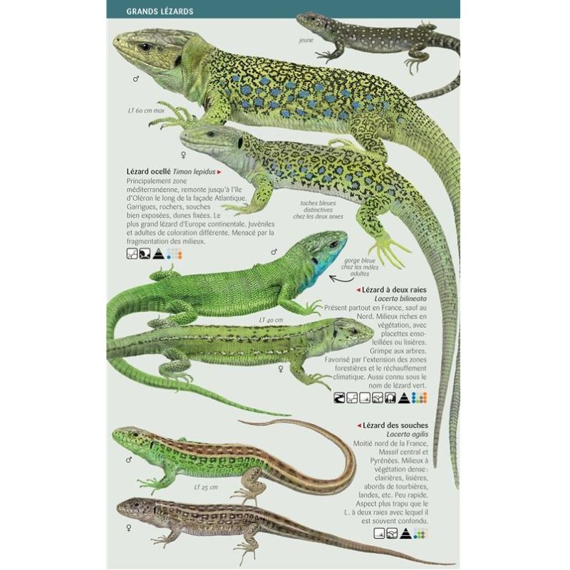 Amphibiens et reptiles - Toutes les espèces de France - Les miniguides nature