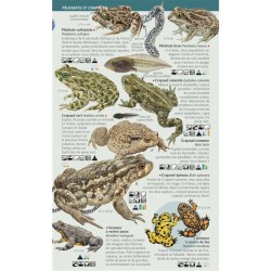 Amphibiens et reptiles - Toutes les espèces de France - Les miniguides nature