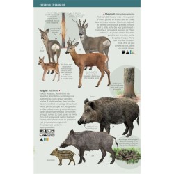 Grands mammifères - Toutes les espèces de France - Les miniguides nature