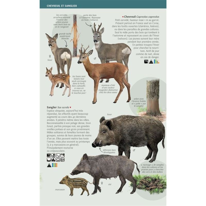 Grands mammifères - Toutes les espèces de France - Les miniguides nature