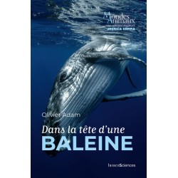 Dans la tête d'une baleine