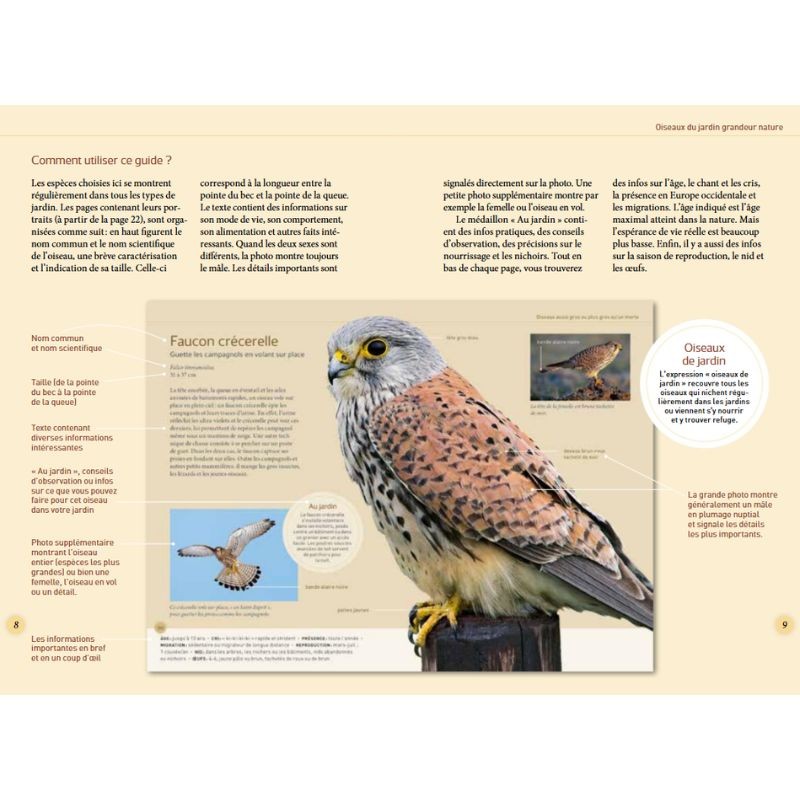 Reconnaître facilement les oiseaux du jardin - Photos grandeur nature - Anti-gaspi