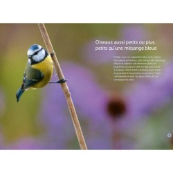 Reconnaître facilement les oiseaux du jardin - Photos grandeur nature - Anti-gaspi