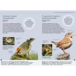 Reconnaître facilement les oiseaux du jardin - Photos grandeur nature - Anti-gaspi