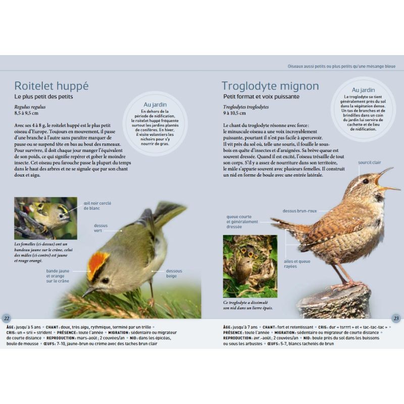 Reconnaître facilement les oiseaux du jardin - Photos grandeur nature - Anti-gaspi