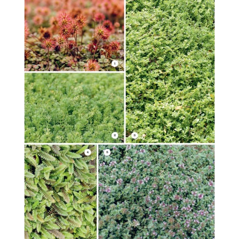 Manuel pratique du jardin éponge