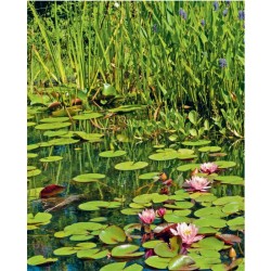 Manuel pratique du jardin d’eau