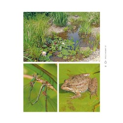 Manuel pratique du jardin d’eau