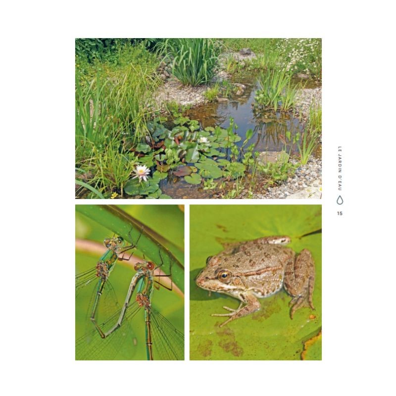 Manuel pratique du jardin d’eau