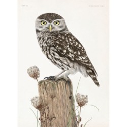 Biografie van de steenuil - Godin van de nacht