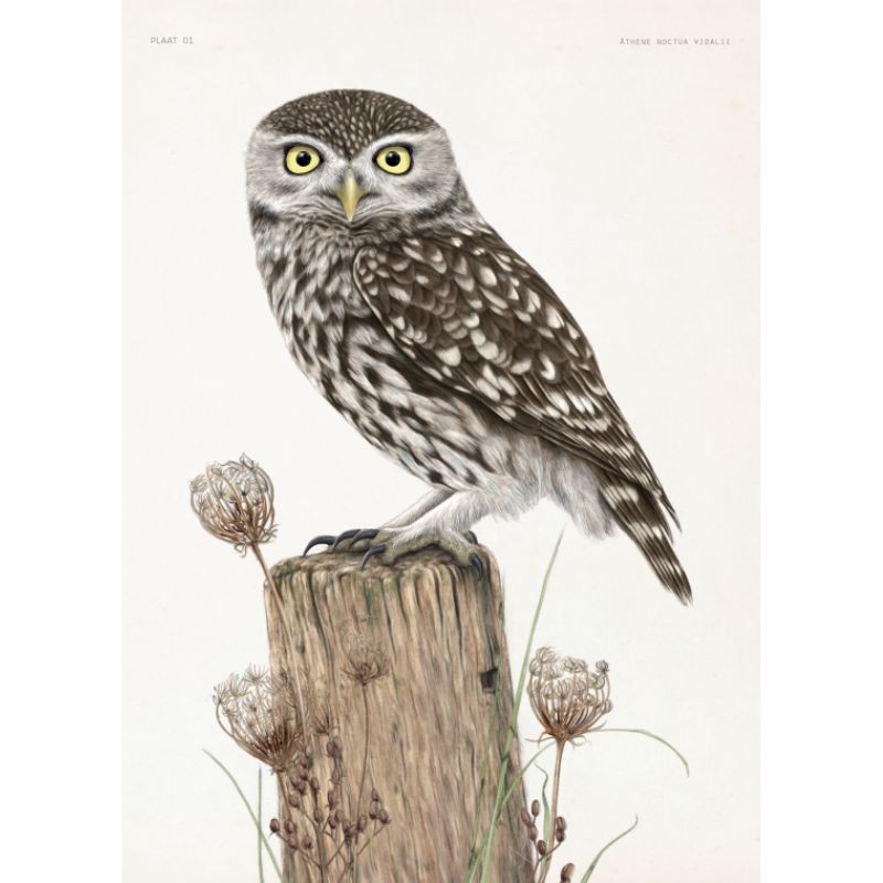 Biografie van de steenuil - Godin van de nacht