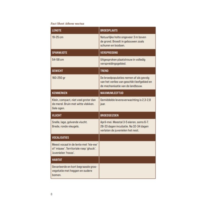 Biografie van de steenuil - Godin van de nacht