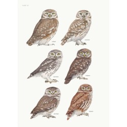 Biografie van de steenuil - Godin van de nacht