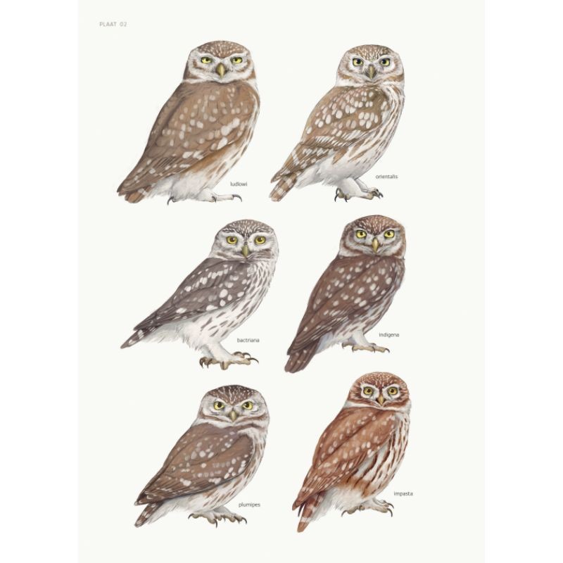 Biografie van de steenuil - Godin van de nacht