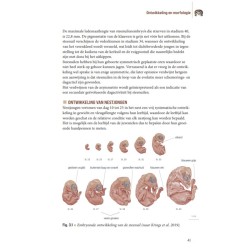 Biografie van de steenuil - Godin van de nacht