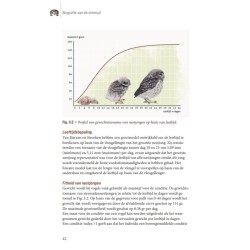 Biografie van de steenuil - Godin van de nacht