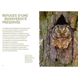Mystérieuses vieilles forêts