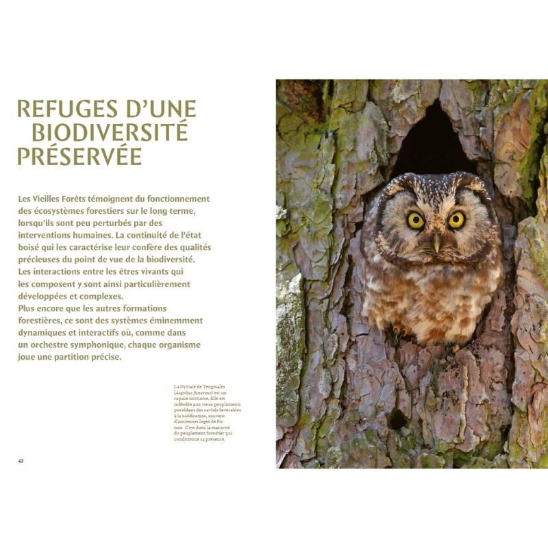 Mystérieuses vieilles forêts
