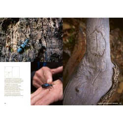Mystérieuses vieilles forêts