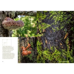 Mystérieuses vieilles forêts