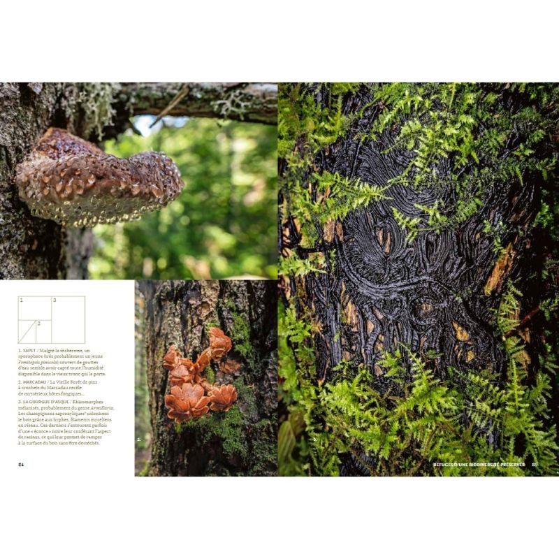Mystérieuses vieilles forêts