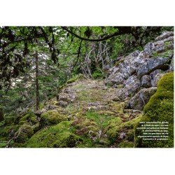 Mystérieuses vieilles forêts
