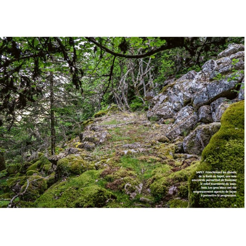 Mystérieuses vieilles forêts