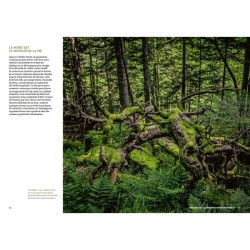 Mystérieuses vieilles forêts