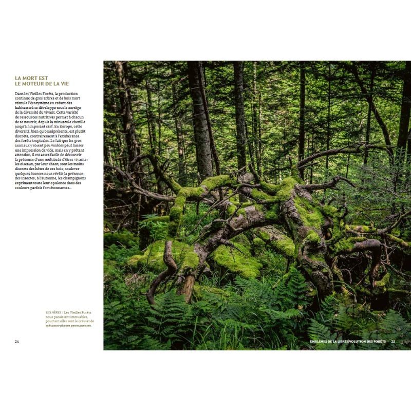 Mystérieuses vieilles forêts