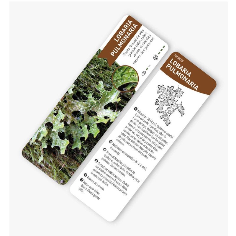 Éventail Épifor Lichens et bryophytes - Évaluation de la naturalité des chênaies et hêtraies wallonnes
