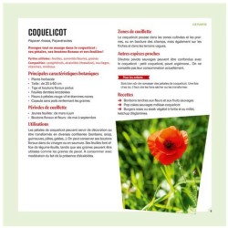Cueillir et cuisiner les plantes sauvages en famille