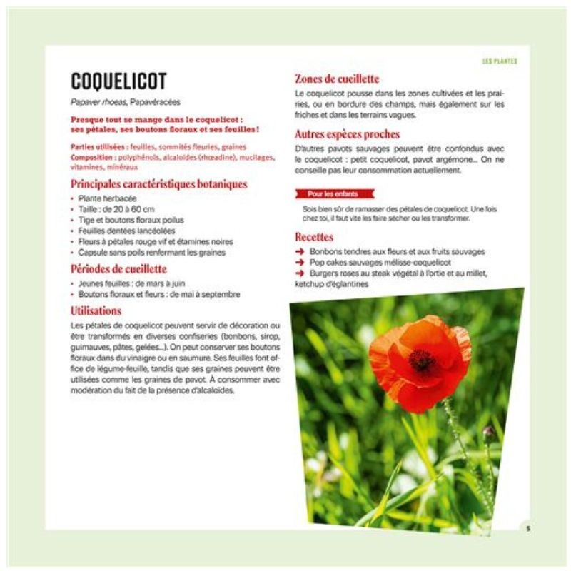 Cueillir et cuisiner les plantes sauvages en famille