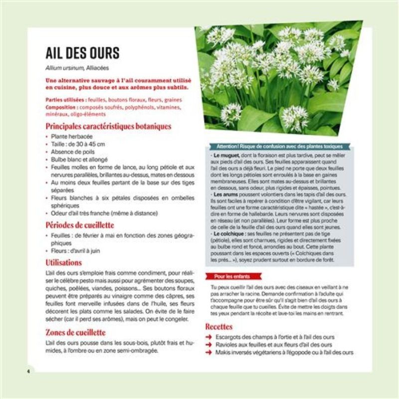 Cueillir et cuisiner les plantes sauvages en famille