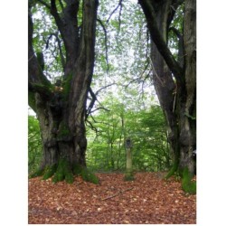 GR 129 - La Belgique en diagonale Dinant – Arlon - Tome 2