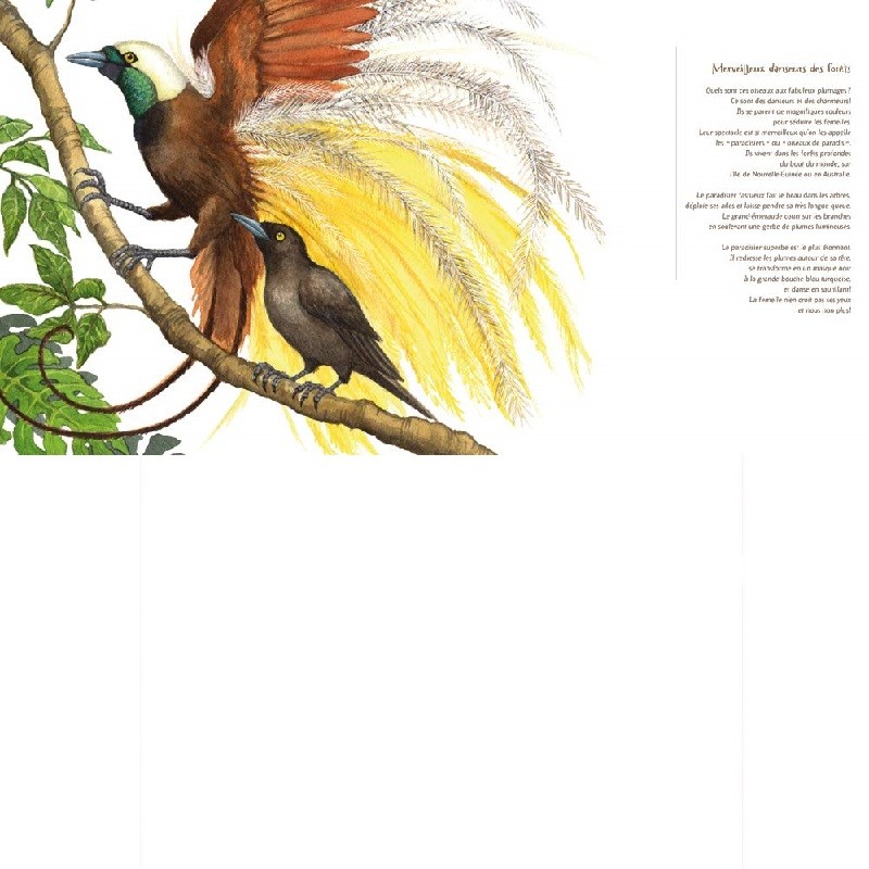 Les oiseaux - 21 petites histoires naturelles