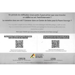 Carte didactique "Vous avez trouvé un oisillon au sol : que faire?"