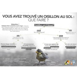Carte didactique "Vous avez trouvé un oisillon au sol : que faire?"