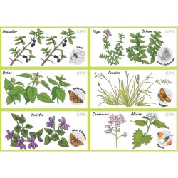 Loto Mémory des papillons