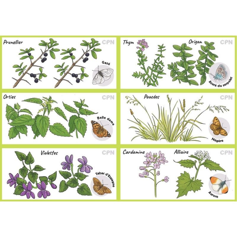 Loto Mémory des papillons