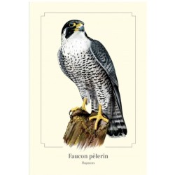 Magnet illustré - Faucon pèlerin - 5,5x8cm