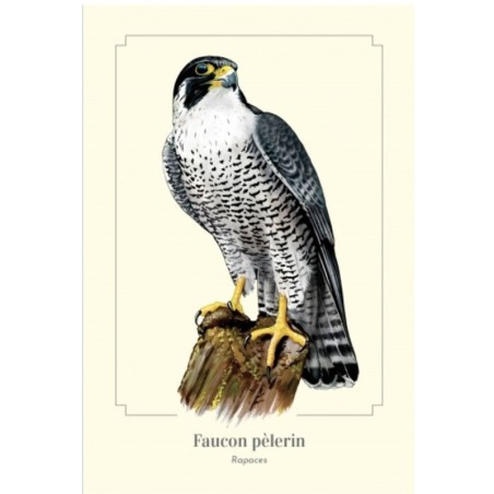 Magnet illustré - Faucon pèlerin - 5,5x8cm