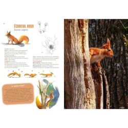 Empreintes de la faune sauvage