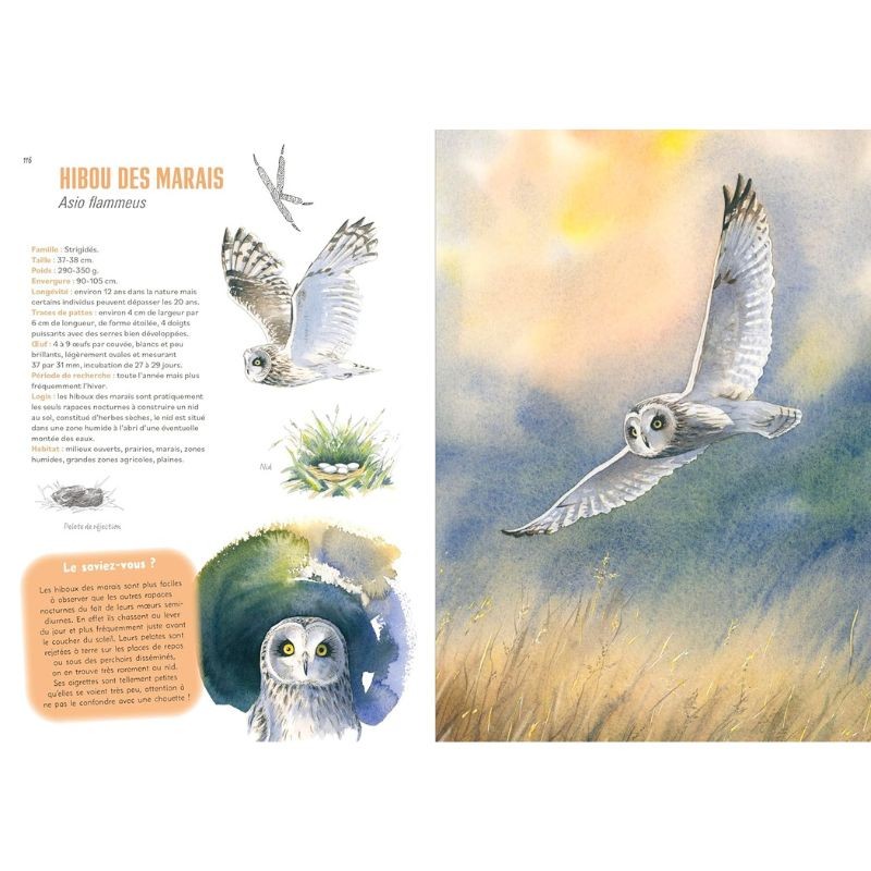 Empreintes de la faune sauvage