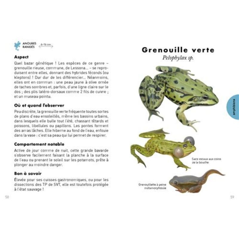Le Petit Guide de la mare - 70 espèces à observer