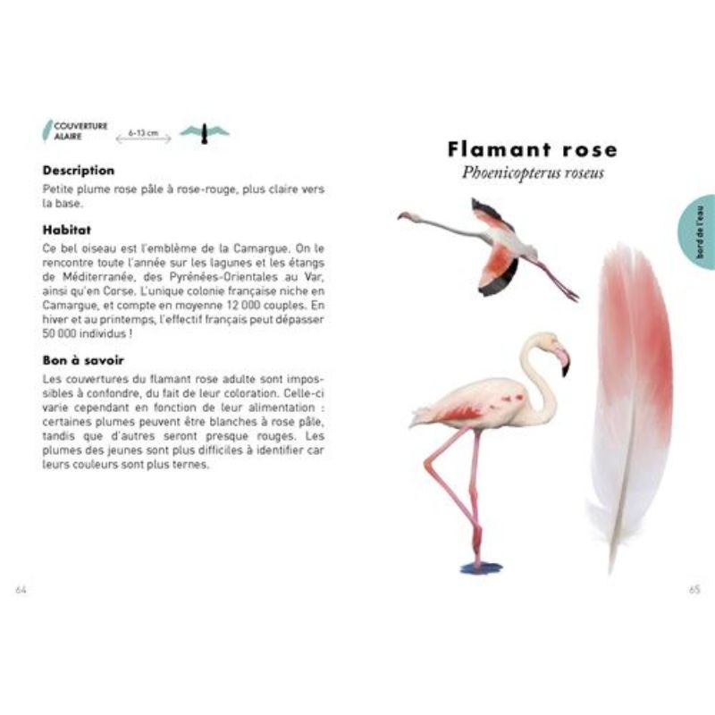 Le petit guide des plumes - 70 trouvailles à identifier