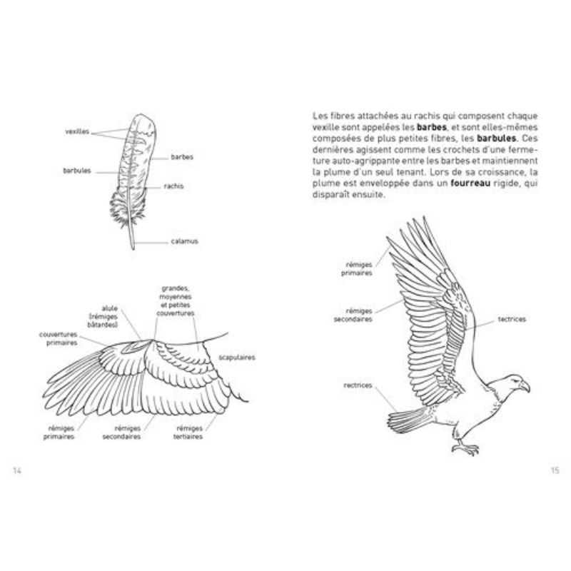 Le petit guide des plumes - 70 trouvailles à identifier