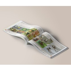 Clé de détermination photographique des principales araignées de Belgique